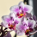 DSC_3327.jpeg