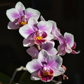 DSC_3342.jpeg