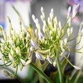 DSC_3431.jpeg