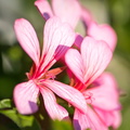 DSC_3506.jpeg