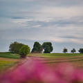 DSC_3529.jpeg