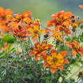 DSC_3530.jpeg