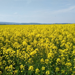 IMG 20220502 114609853 HDR