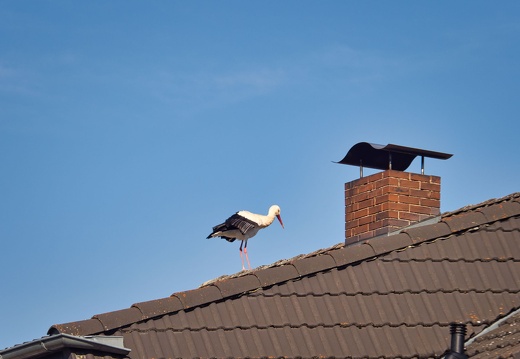 20220301193404-cf00cb9b