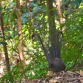 Australien_20131219_0161.jpeg