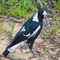 Australien_20131220_0232.jpeg