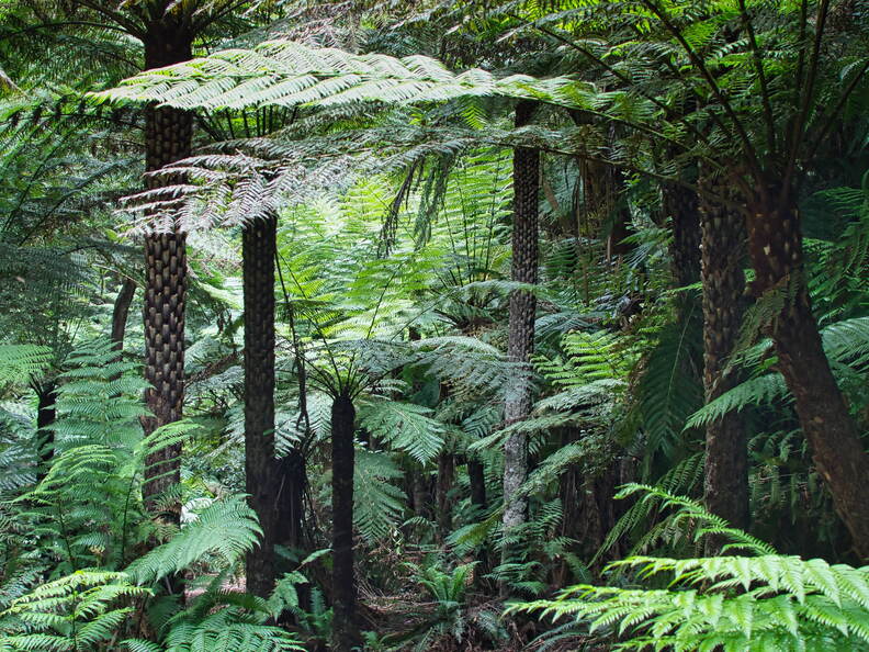 Australien 20131222 0290