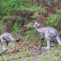 Australien_20131225_0362.jpeg
