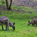 Australien_20131225_0374.jpeg