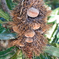 Australien_20140105_0600.jpeg