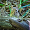 DSC_8613.jpeg