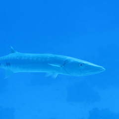 IMG 2208