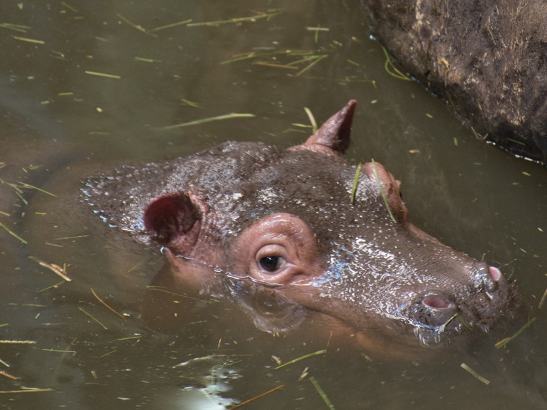 DSC 2748