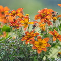 DSC 3530