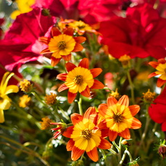 DSC 3582