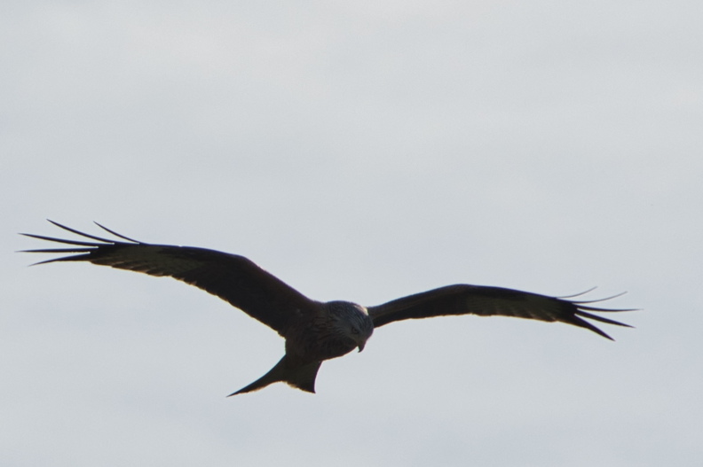 DSC_3242.jpeg
