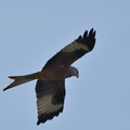 DSC_3252.jpeg