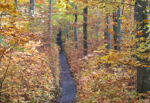 DSC 4470