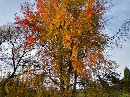 IMG 20201115 152847936 HDR