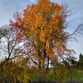 IMG_20201115_152847936_HDR.jpeg