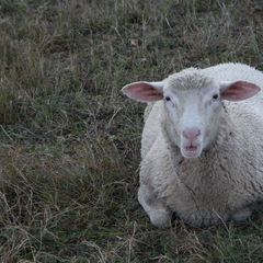 DSC 4590