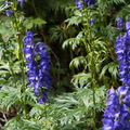 DSC_4078.jpeg