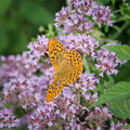 DSC_4186.jpeg