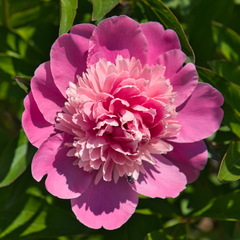 DSC 3988