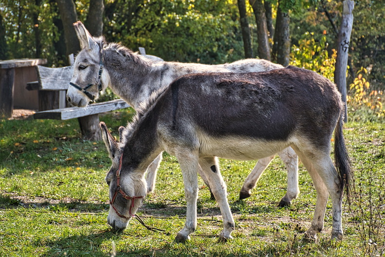 DSC_4357.jpeg