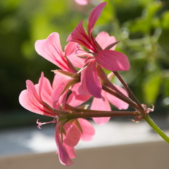DSC 4371