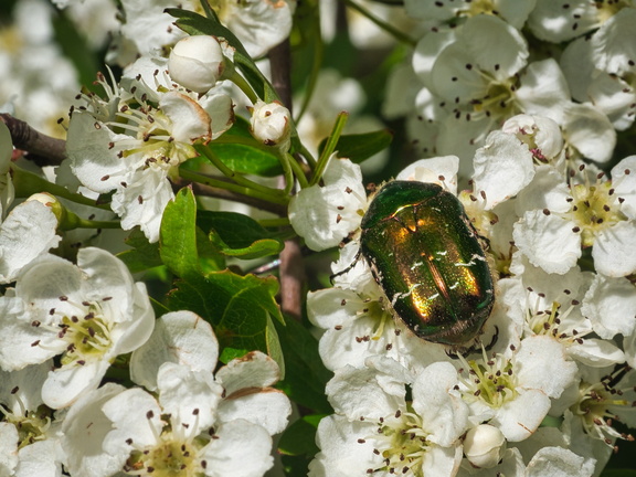 P5140149