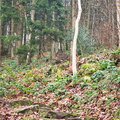 PC120040.jpeg