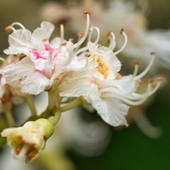 P5210018