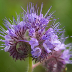 P5210039