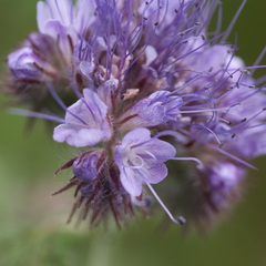 P5210041