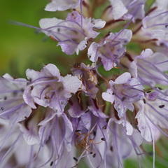 P5210071