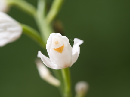 P5210111