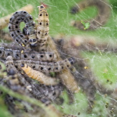 P5210119