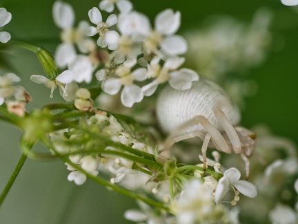 P5210128