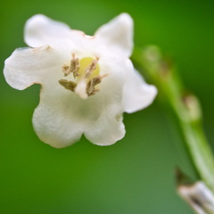 P5210143