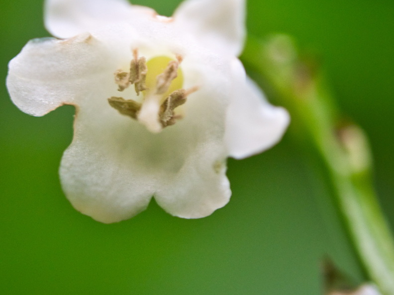 P5210143