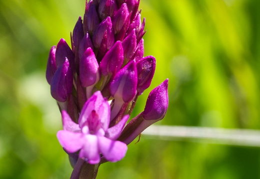 P5310189