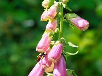 P6280043