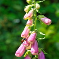 P6280043
