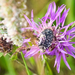 P6290102