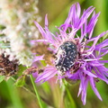 P6290102