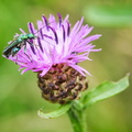 P6290155