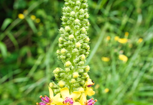 P6300248
