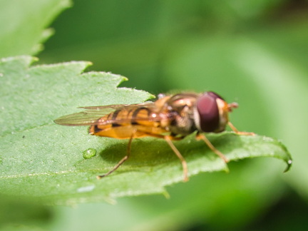 P7010324