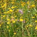 P7070183